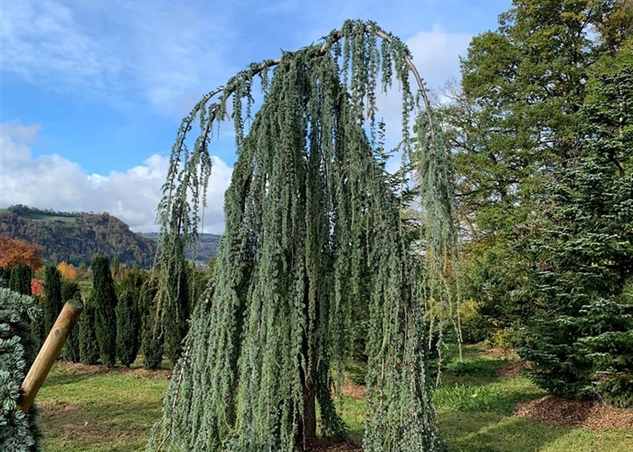 Zedern (Cedrus)