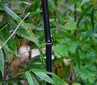 Phyllostachys nigra