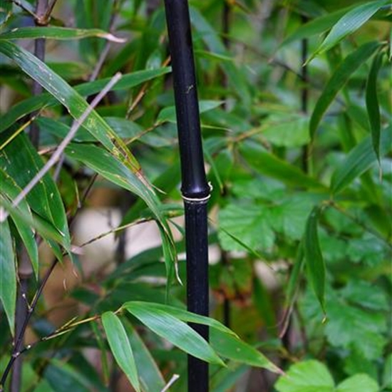 Phyllostachys nigra