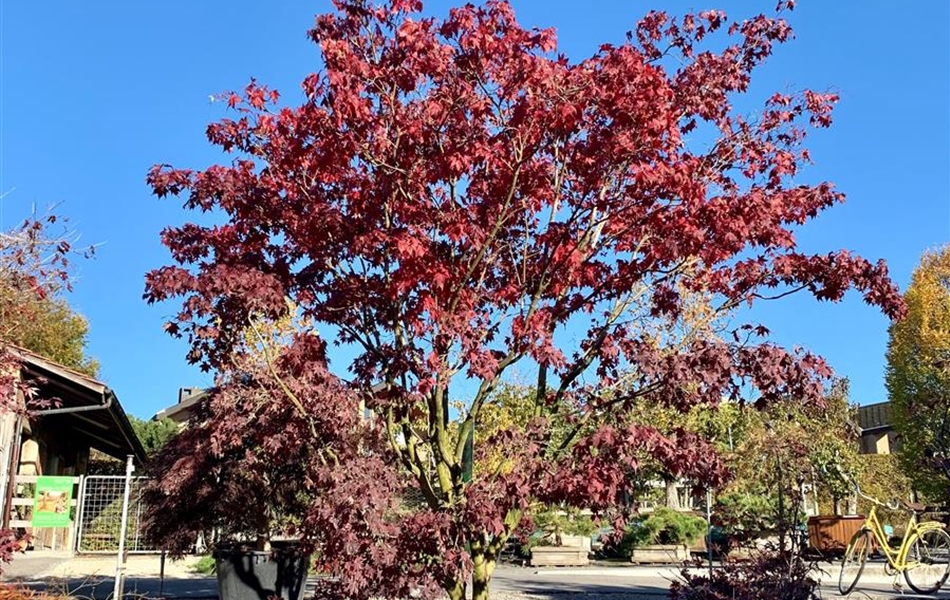 Acer palmatum 'Bloodgood' Nr. 50