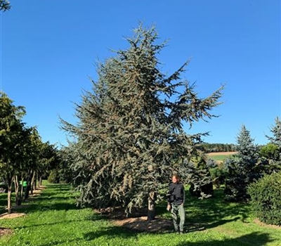 Cedrus libani 'Glauca'