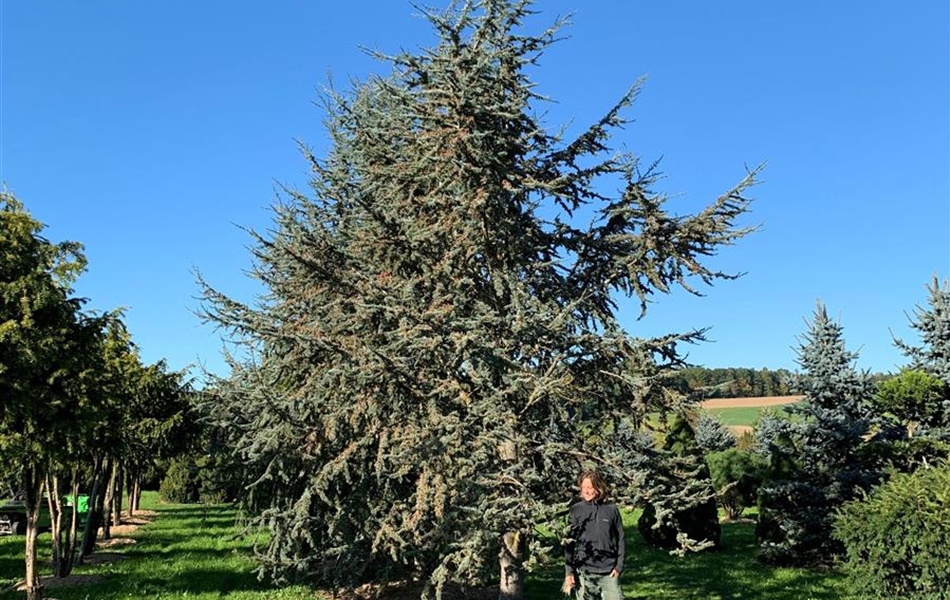 Cedrus libani 'Glauca'