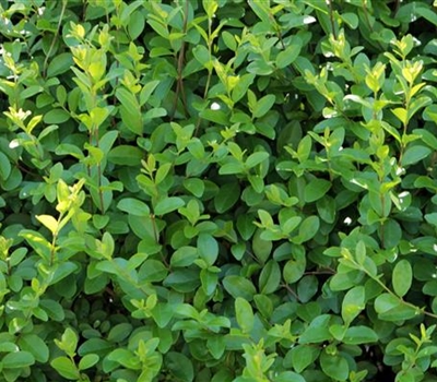 Ligustrum ovalifolium