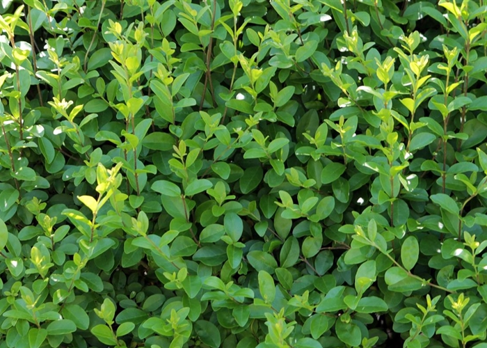 Ligustrum ovalifolium