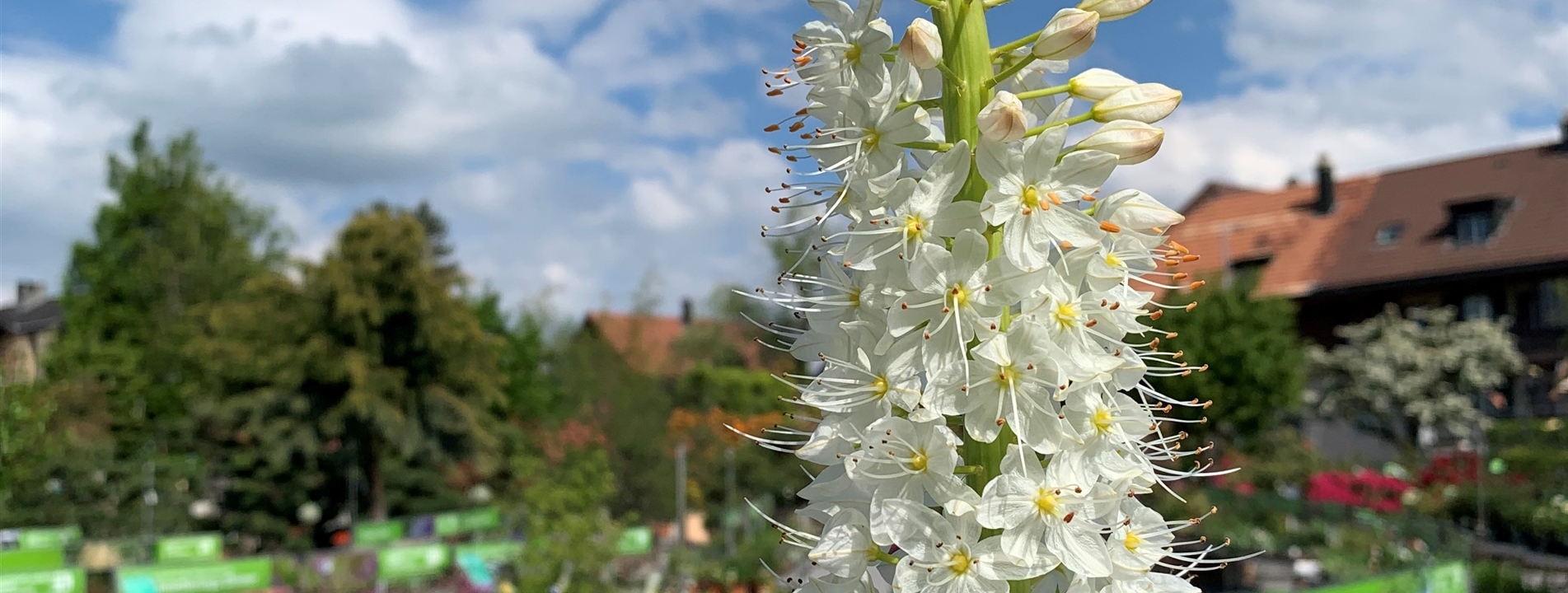 Besondere Blumenzwiebeln