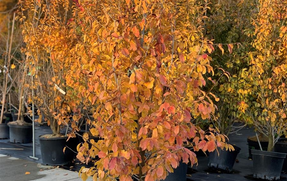 Parrotia persica 'Persian Spire'