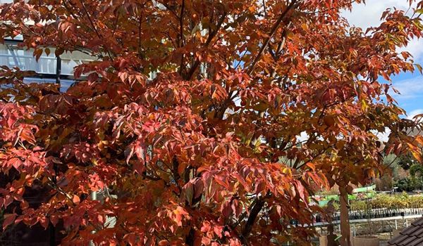 Cornus kousa 'Venus' Nr. 65 Herbst