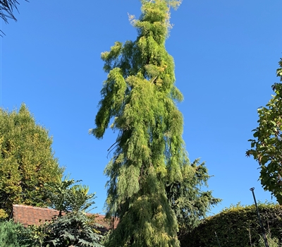 Taxodium distichum 'Cascade Falls' Nr. 443