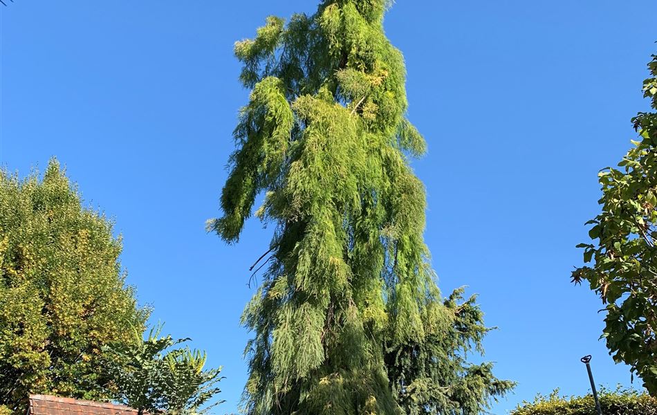 Taxodium distichum 'Cascade Falls' Nr. 443