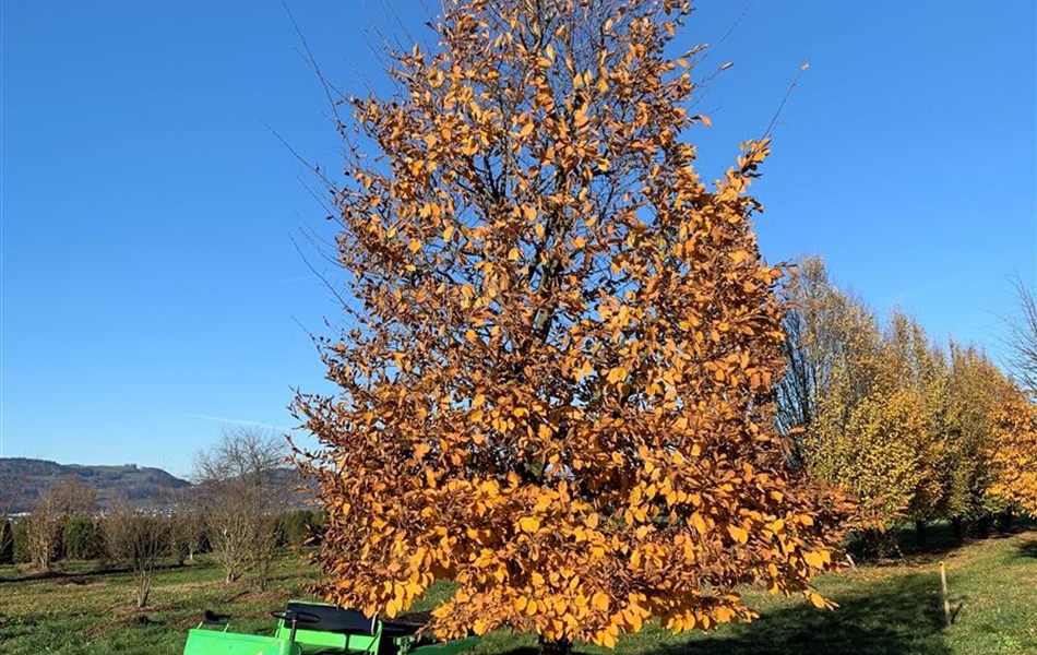 Carpinus betulus Nr.152