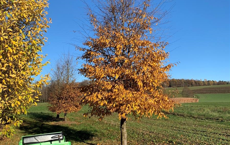 Carpinus betulus Nr. 171