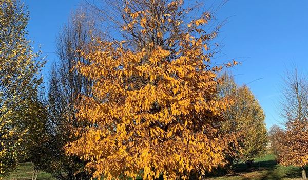 Carpinus betulus Herbst Nr. 171 (3)