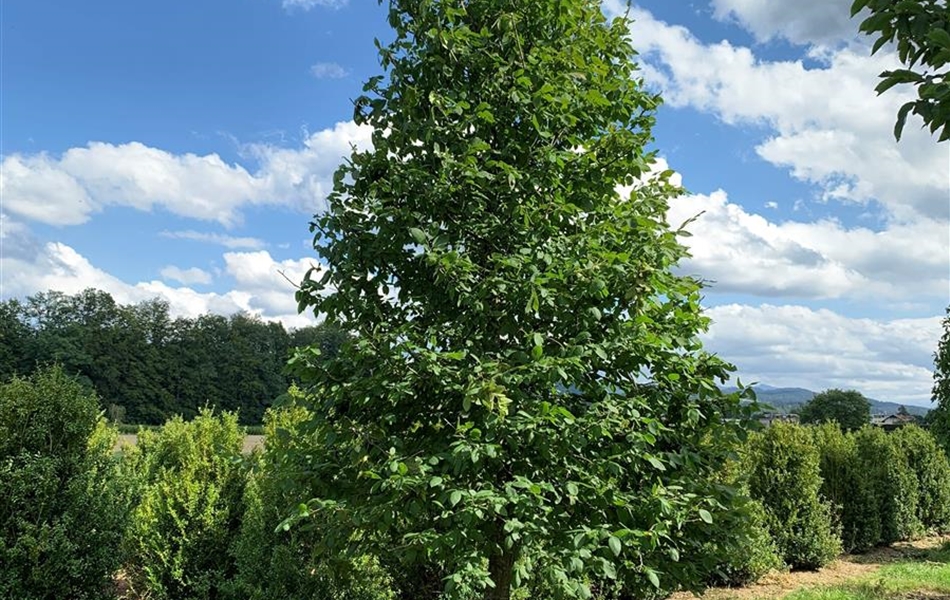 Carpinus betulus Nr. 349