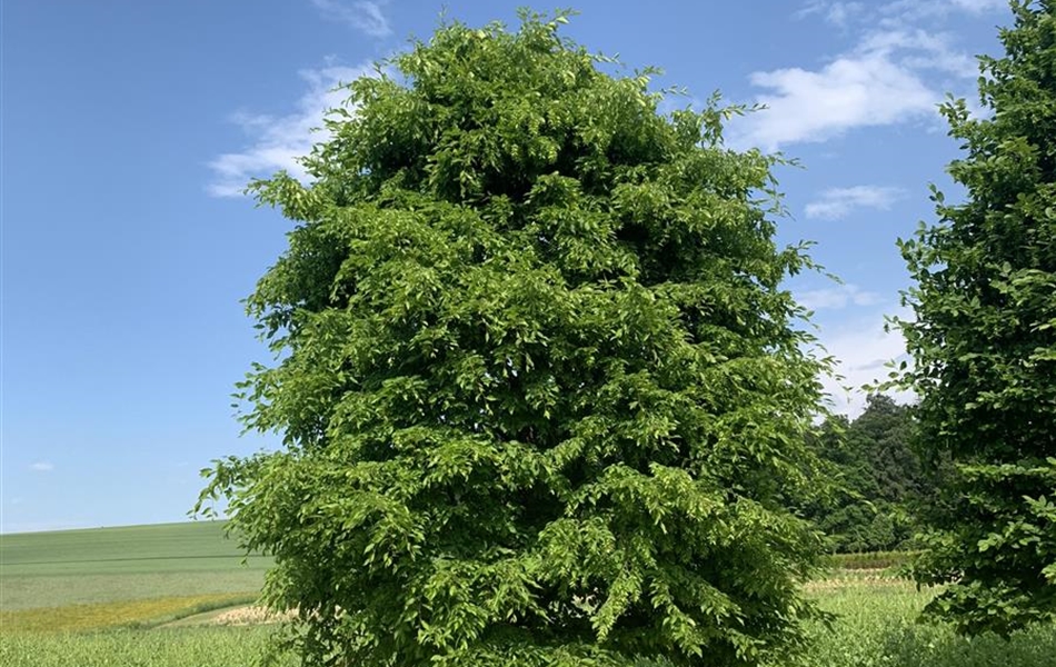 Carpinus betulus Nr. 462