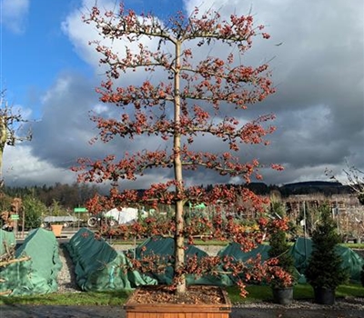 Malus 'Evereste' Nr. 130