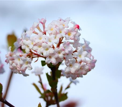 Viburnum farreri