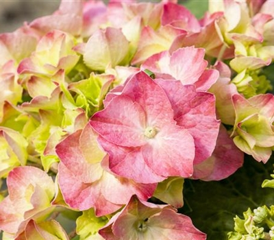 Hydrangea macrophylla 'Messalina'