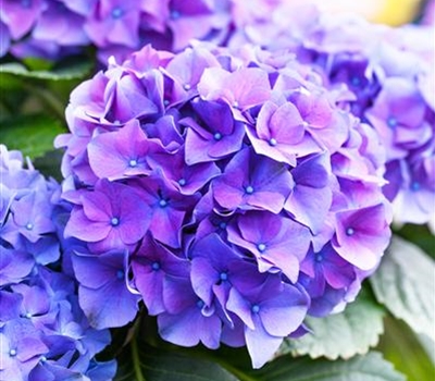 Hydrangea macrophylla 'Renate Steiniger'