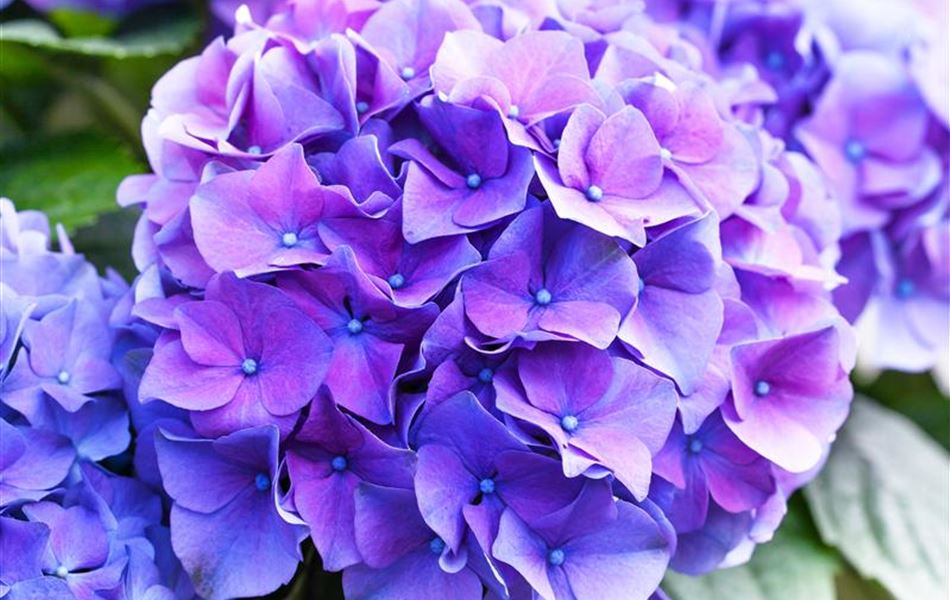 Hydrangea macrophylla 'Renate Steiniger'