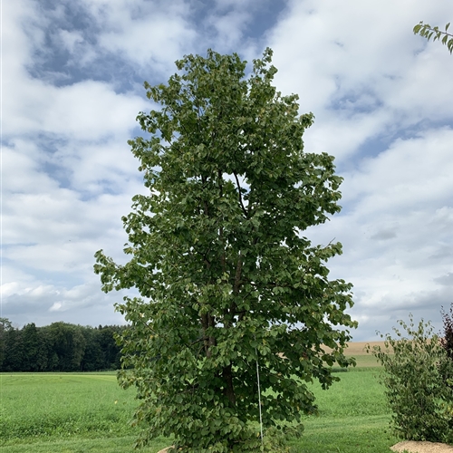 Ein neuer Baum für unsere Einfahrt!