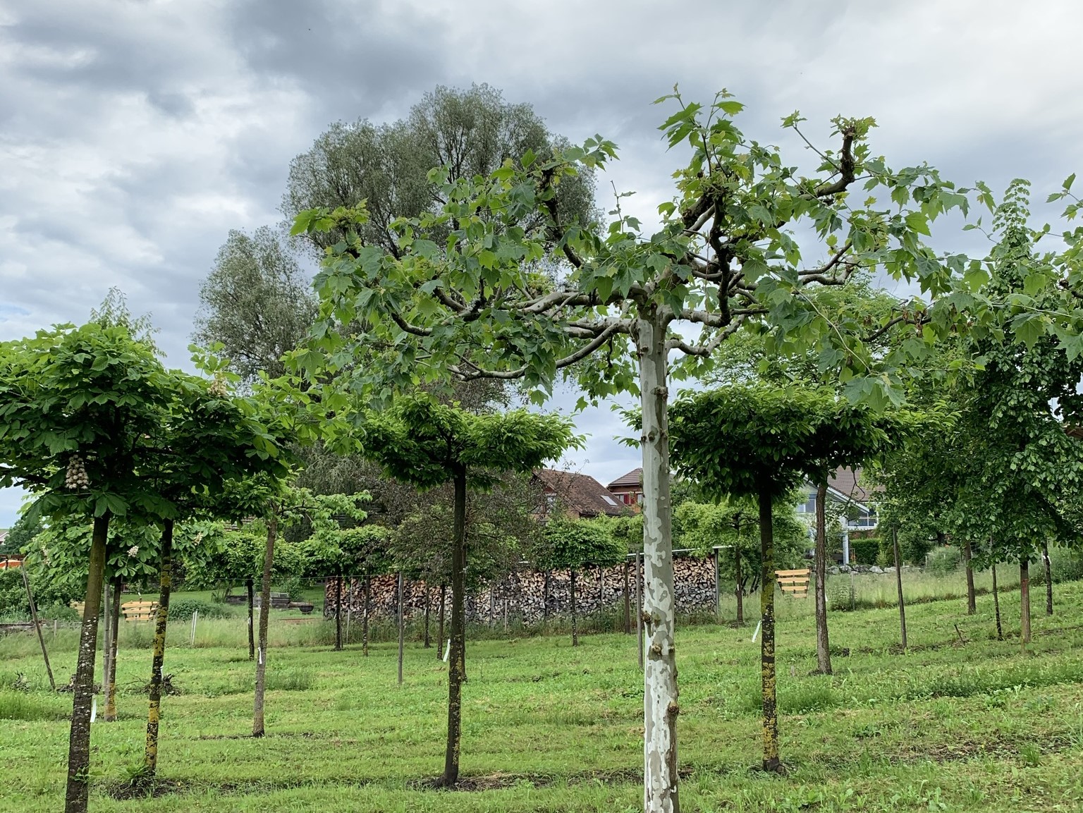 Platanus Schirm zugeschnitten.JPEG