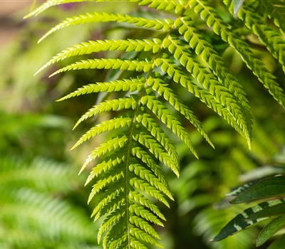 Dicksonia antarctica