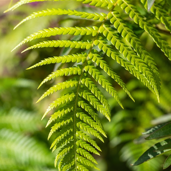 Dicksonia antarctica