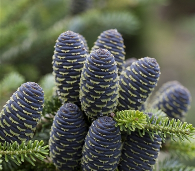 Abies koreana