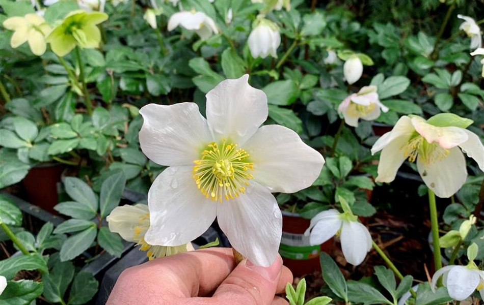 Helleborus niger