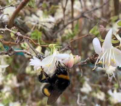 Lonicera purpusii (x)