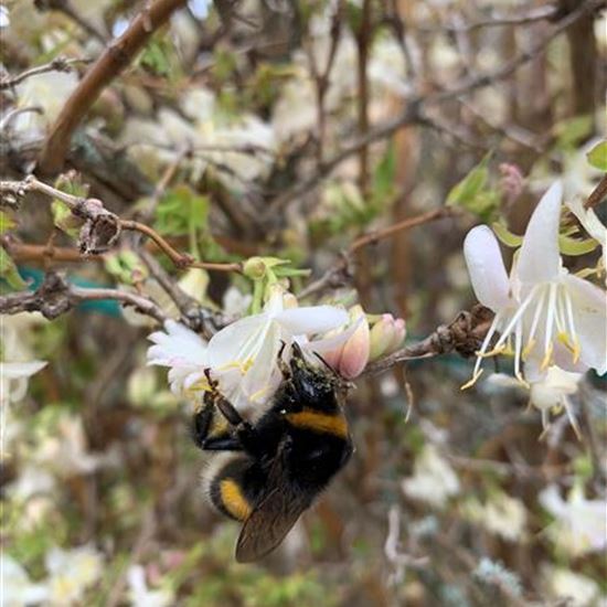 Lonicera purpusii (x)