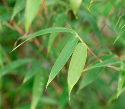 Fargesia 'Malachite Monkey'