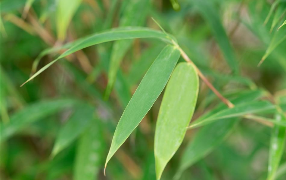 Fargesia 'Malachite Monkey'