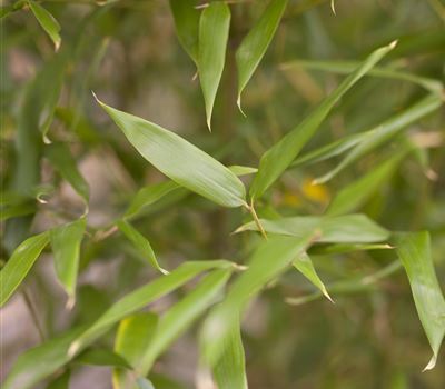 Phyllostachys bissetii