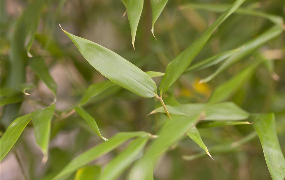 Phyllostachys bissetii