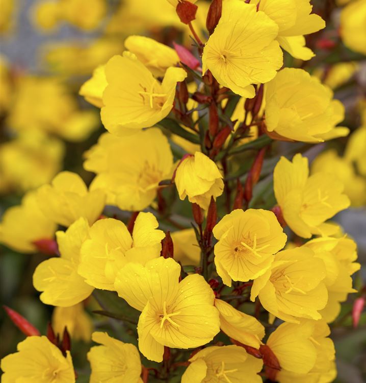 Garten-Nachtkerze 'Sonnenwende'