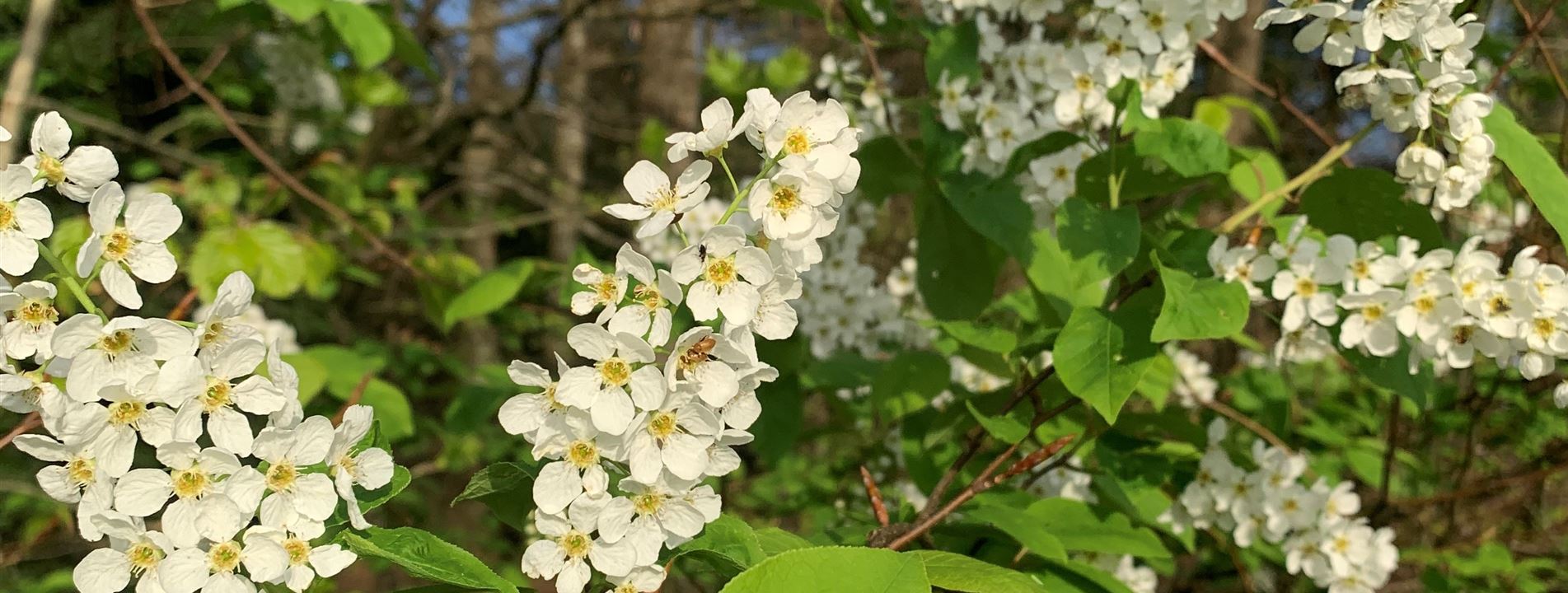 Prunus padus