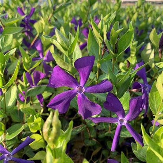 Vinca balcanica