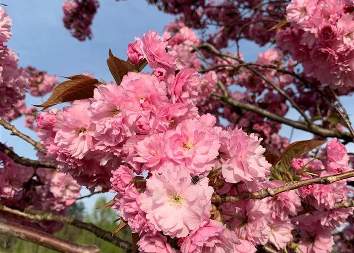 Prunus serrulata 'Kanzan'