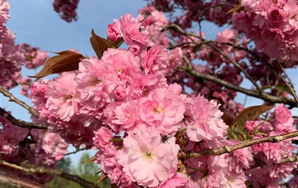 Prunus serrulata 'Kanzan'