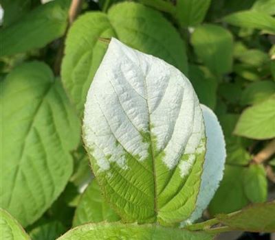 Actinidia kolomikta