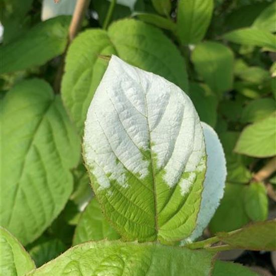 Actinidia kolomikta