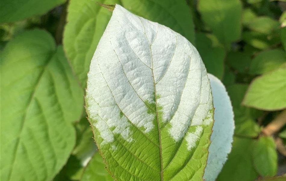 Actinidia kolomikta