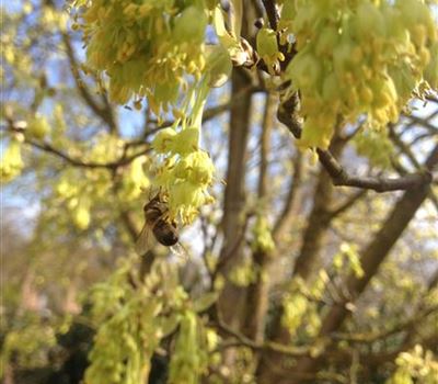 Acer opalus