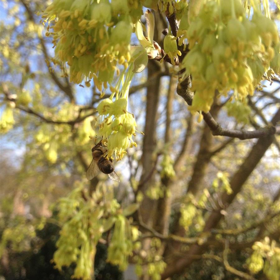 Acer opalus