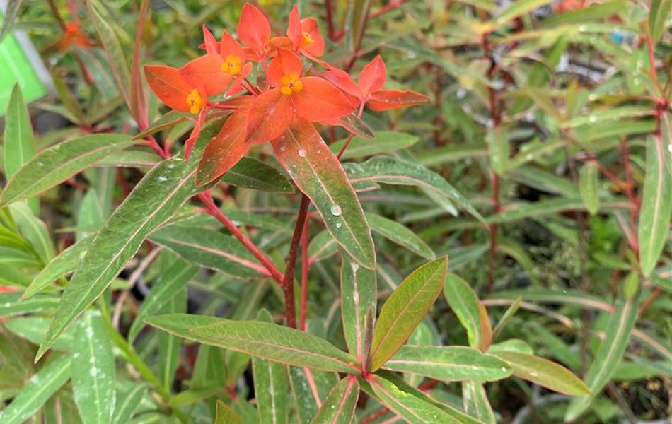 Euphorbia griffithii 'Fireglow'