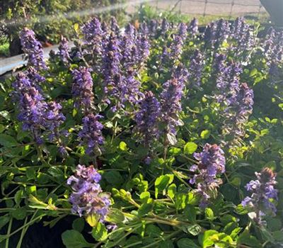 Ajuga reptans