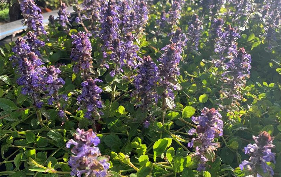 Ajuga reptans