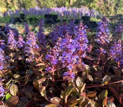 Ajuga reptans 'Atropurpurea'