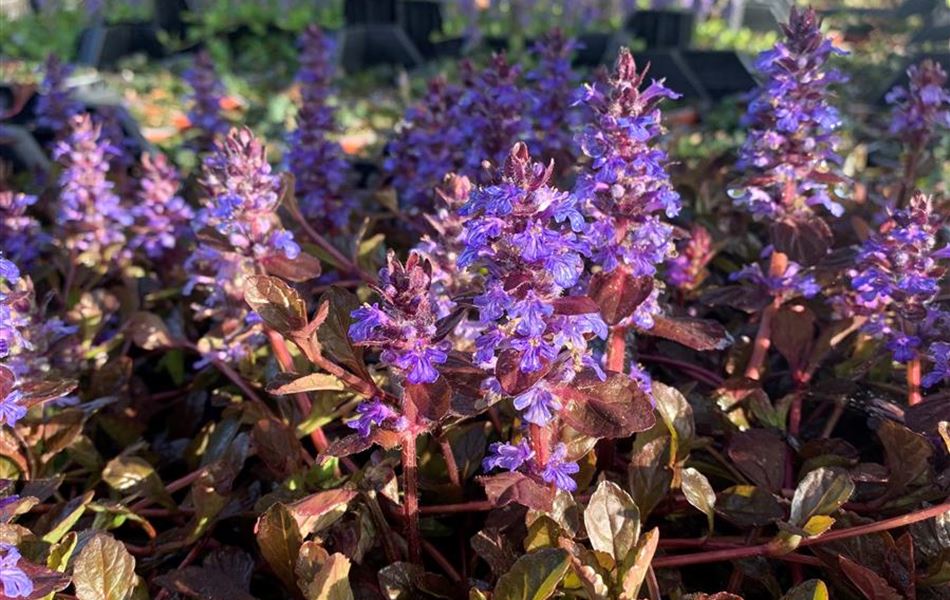 Ajuga reptans 'Atropurpurea'